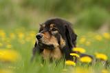 DOGUE DU TIBET 250